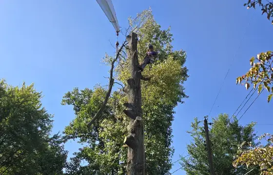 Arborist cutting tall tree trunk with crane assistance during tree removal in Collinsville, IL