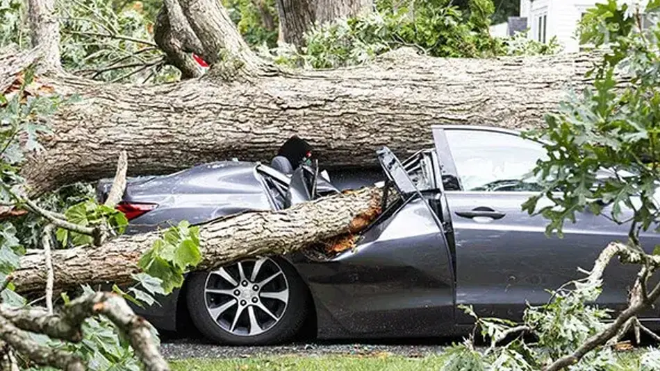 Fallen tree crushing car after storm before emergency tree removal service in Collinsville, IL