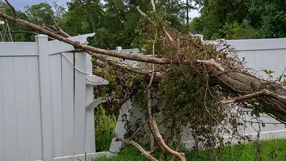 Large tree fallen on residential fence during storm cleanup in Collinsville, IL
