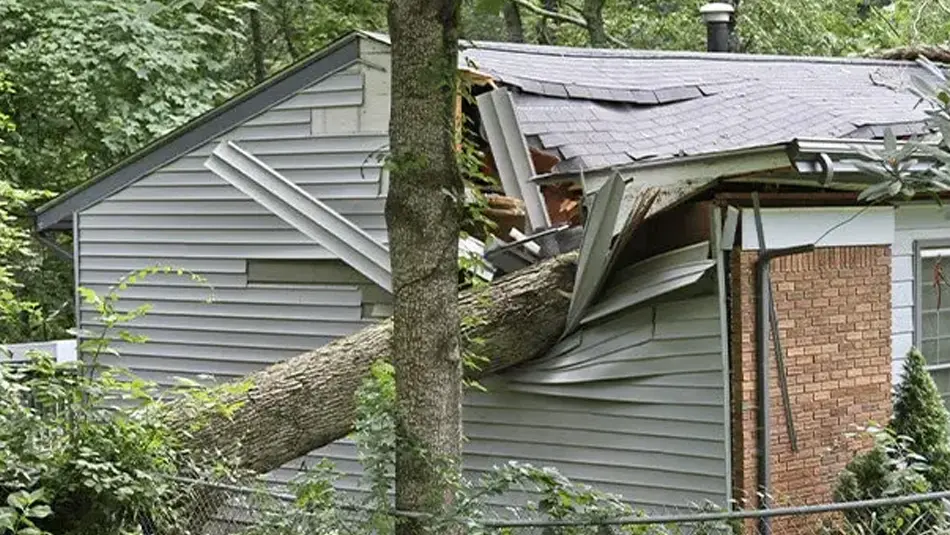 Tree fallen through house roof before professional emergency removal in Collinsville, IL