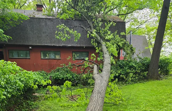 Fallen tree leaning against red house before professional tree removal service in O’Fallon, IL