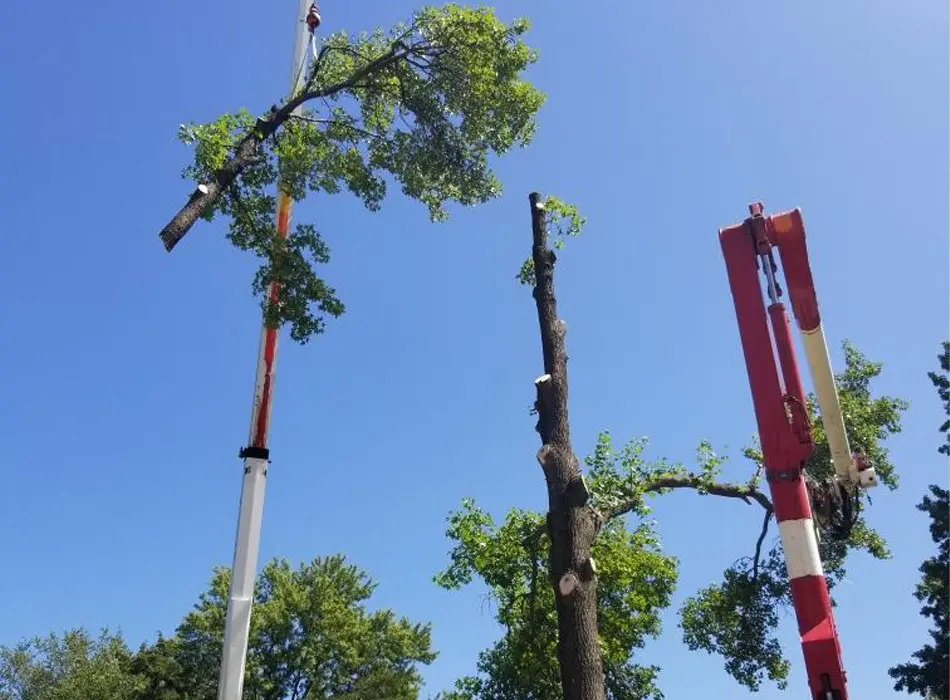 Crane lifting large tree limb during residential tree removal by Gildersleeve Tree Service in Collinsville, IL
