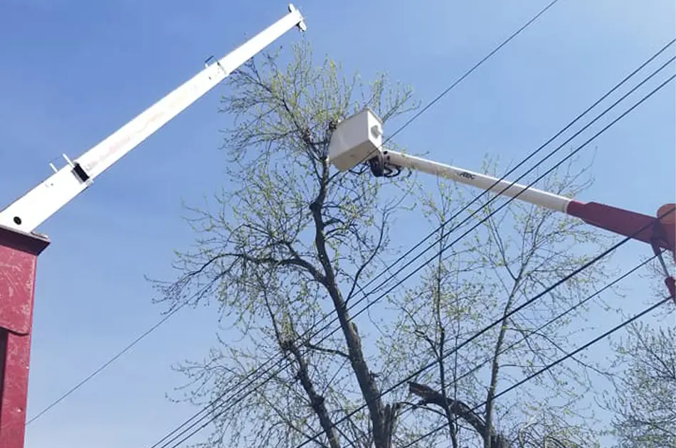 Arborist using bucket truck for safe tree trimming near power lines in Collinsville, IL